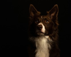 Border Collie dog with black background