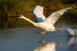 Mute swan running on water as it takes off