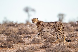 Cheetah Male walking along the riverbed in the Kgalagadi Transfrontier Park