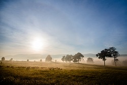 Sheep and tree silhouettes in the cold mist of winter in Australia	
