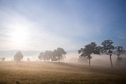 Sheep and tree silhouettes in the cold mist of winter in Australia	