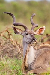 Greater Kudu male, resting in the open grasslands of the Kruger Park, South Africa