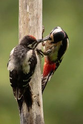 Picture of a mother woodpecker feeding his chick. Dendrocopos major, Family: Picidae, Asturias, Spain