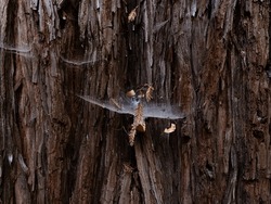 Spiderweb in the bark of a redwood tree