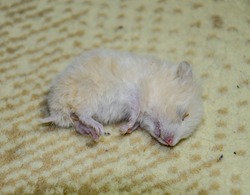 Dead hamster lying on the carpet. The dead home rodent hamster.