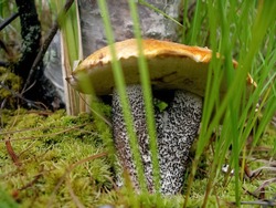 Edible mushrooms in the forest litter. Mushrooms in the forest-tundra near the town of Salekhard