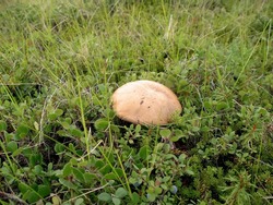 Edible mushrooms in the forest litter. Mushrooms in the forest-tundra near the town of Salekhard