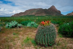Flowering Red Fishhook Barrel Cactus in New Mexico Desert