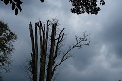 Silhouette of dead tree against gloomy sky
