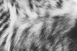 Background texture striped cat fur, wool close up, black and white photo