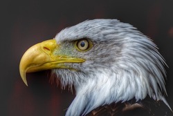 The Eagle's Stare