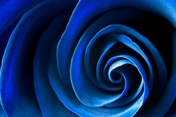 Fragment of a blue rose bud. Macrophotography. Abstract background