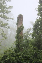 Old rotten tree with vines in mist
