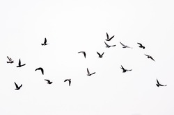 Birds flying in the sky. 
