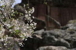 Branches of cherry blossoms on a sunny day against a blurred background of the stones.