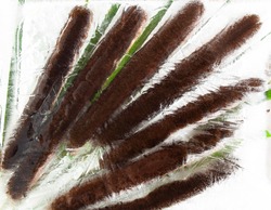 Cattail. Reeds. Swamp plant. Frozen plants. Plants in ice. Green color. Brown color. Cattails - close up of the flowering seed head of the common wetland plant, also known as punks, reeds, bulrushes, 