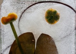 Water lily frozen in ice, water lily, water plant, Frozen fresh beautiful flower of  and air bubbles in the ice cube. Fancy flowers.
Frozen Flora. Frozen flowers. 