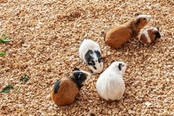 Group of guinea pig on sawdust in their cage