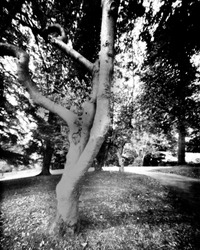 trees in a park during the autumn. This black and white camera obscura photo is NOT sharp due to camera characteristic. Taken on photographic paper, with a professional large format pinhole camera  