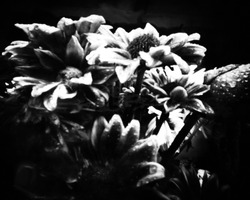 Chrysanthemums Asteraceae this black and white camera obscura photo is NOT sharp due to camera characteristic. Taken with a professional pinhole camera  