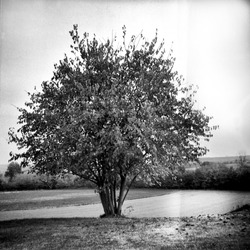 The old tree in the autumn - This black and white camera obscura photo is NOT sharp due to camera characteristic. Taken with a professional pinhole camera 