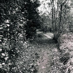 Autumn in the park - This black and white camera obscura photo is NOT sharp due to camera characteristic. Taken on film with a pinhole camera