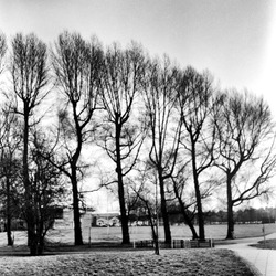 Autumn trees without leaves on a pedestrian path- This black and white camera obscura photo is NOT sharp due to camera characteristic. Taken on film with a pinhole camera