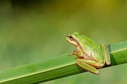 European tree frog, Hyla arborea, sitting on grass straw with clear green background. Nice green amphibian in nature habitat. Wild frog on meadow near the river, habitat.