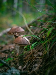 Boletus mushrooms grow in moss. Mushrooms grow in forest of Russia singly and whole families. Edible mushroom with thin stem and large cap. Mushrooms grow under birches, they are called boletus.