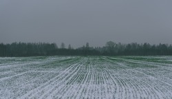 Agriculture. rows of young cereals plants growing on a vast field with dark fertile in winter time