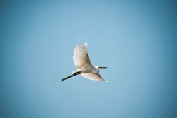 picture of a bird while flying, shot on 27th February 2021.