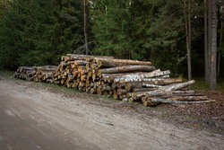 Log stacks along the forest road. Forest pine and spruce trees. Log trunks pile, the logging timber wood industry.