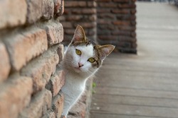 A funny white cat with a colorful back peeks out from behind an old red brick wall. Portrait of a wild cat. Homeless cats on the streets of Tbilisi. The cat is sitting.