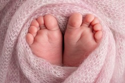 Soft feet of a newborn in a pink woolen blanket. Close-up of toes, heels and feet of a newborn baby.The tiny foot of a newborn. Studio Macro photography. Baby feet covered with isolated background.