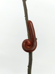 Millipedes, luing, wuling or millipede are arthropods that have two pairs of legs per segment, except for the first segment on the back of the head, and slightly after that which only has one leg.