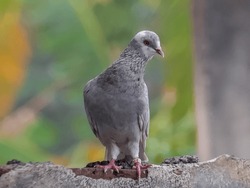 close up image of the beautyful Dove. pigeon. birds