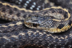 Curled up garter snake close up. Gray and yellow snake with head resting on coils