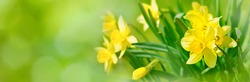 Beautiful Panoramic Spring Nature background with Daffodil Flowers, selective focus. Yellow Daffodils Flowers closeup on green background. Wide Angle Scenic floral header for website or Web banner