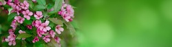 Panoramic Spring header background. Border of Pink Flowers Apple tree. Branch with Apple blossom on natural green background. Beautiful Wide Angle Nature floral poster or Web banner with copy space