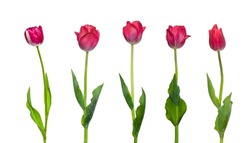 Set of tulip flowers isolated on white background. Beautiful red tulip flower on stem with leaves closeup. Natural design element to Women's Day, Valentines Day, mothers day, birthday