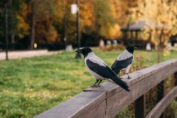 Crows sit on a wooden bridge. Crows are gray and black.