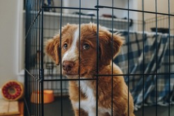 A brown and white Nova Scotia Duck Tolling Retriever puppy looks cute and gives sad puppy eyes behind an indoor play pen gate and crate waiting to come out and play. 