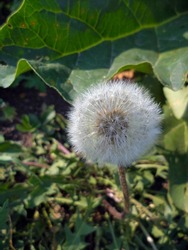 A fluffy white dandelion grows next to a large green burdock leaf.                       