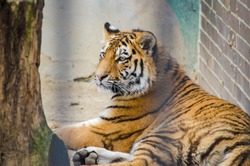 Lying sad tiger in cage