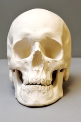 Gypsum human skull on a gray background