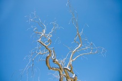 Silver metal tree sculpture in front of a blue sky