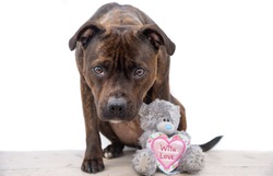 Cute picture from a English Staffordshire Bull Terrier and her teddybear on white. The brindle dog loves studio shots. With Love.