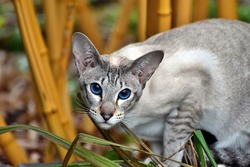 Oriental Shorthair cat blue eyes