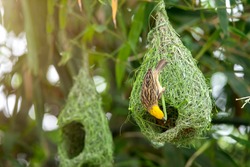 Nature of Wildlife - Weaver Birds in the Nest Hanging on Bamboo Tree in the Forest