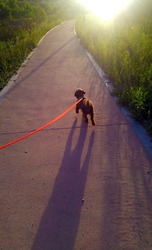 My lovely Choco Poodle is walking.